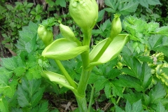 Flowering-buds-of-Ashitaba