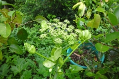 Flowers-of-Ashitaba