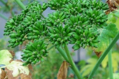 Immature-seeds-of-Ashitaba