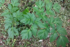 Leaves-of-Ashitaba
