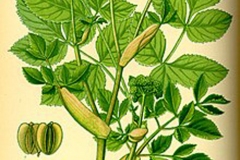 Plant-Illustration-of-Ashitaba