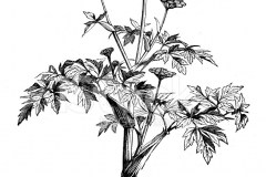 Sketch-of-Ashitaba
