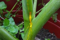 Stem-of-Ashitaba