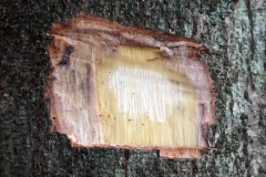 Bark-cut