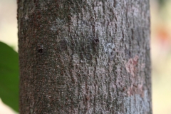 Bark