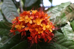 Close-up-flower