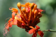 Flower-bud