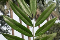 Leaves