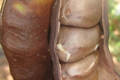 Open-pods