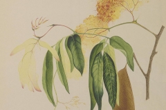 Plant-illustration