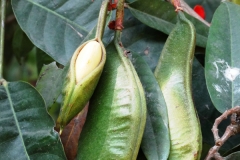 Pods
