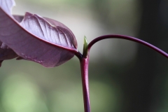 Stipule