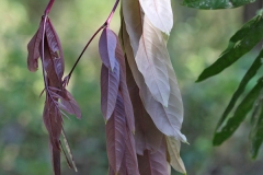Young-leaves