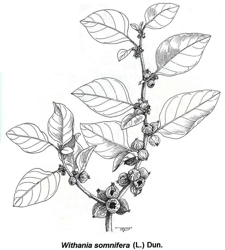 Ashwagandha-plant-Illustration