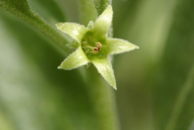 Ashwagandha-Flower