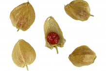 Ashwagandha-Fruit