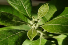 Ashwagandha-Leaf