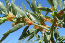 Ashwagandha-fruit-on-the-plant