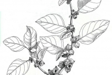 Ashwagandha-plant-Illustration
