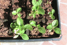 Recently-planted-Ashwagandha-plant