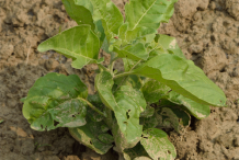 Whole-Ashwogandha-plant