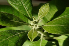 Ashwagandha-Leaf