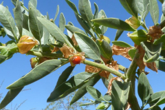 Ashwagandha-fruit-on-the-plant