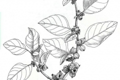 Ashwagandha-plant-Illustration