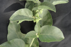 Ashwagandha-plant