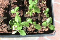 Recently-planted-Ashwagandha-plant