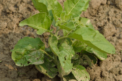 Whole-Ashwogandha-plant