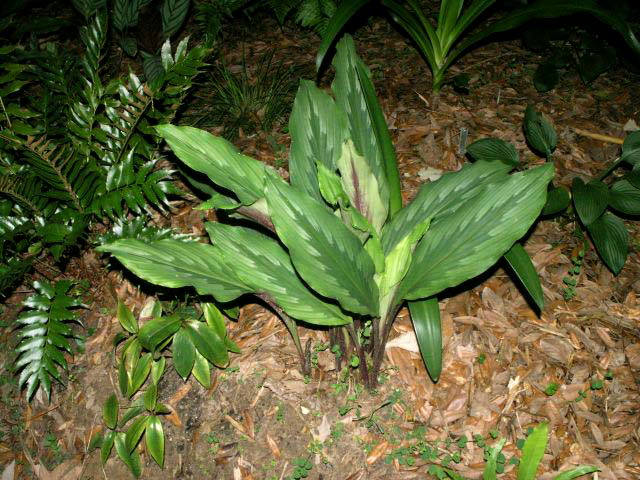 Asian-crocus-plant