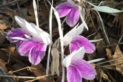Asian-crocus-flower