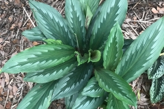 Asian-crocus-leaves