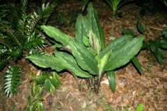 Asian-crocus-plant