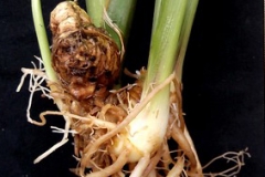 Asian-crocus-root
