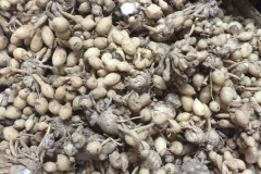 Asian-crocus-tubers