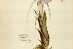 Plant-illustration-of-Asian-Crocus