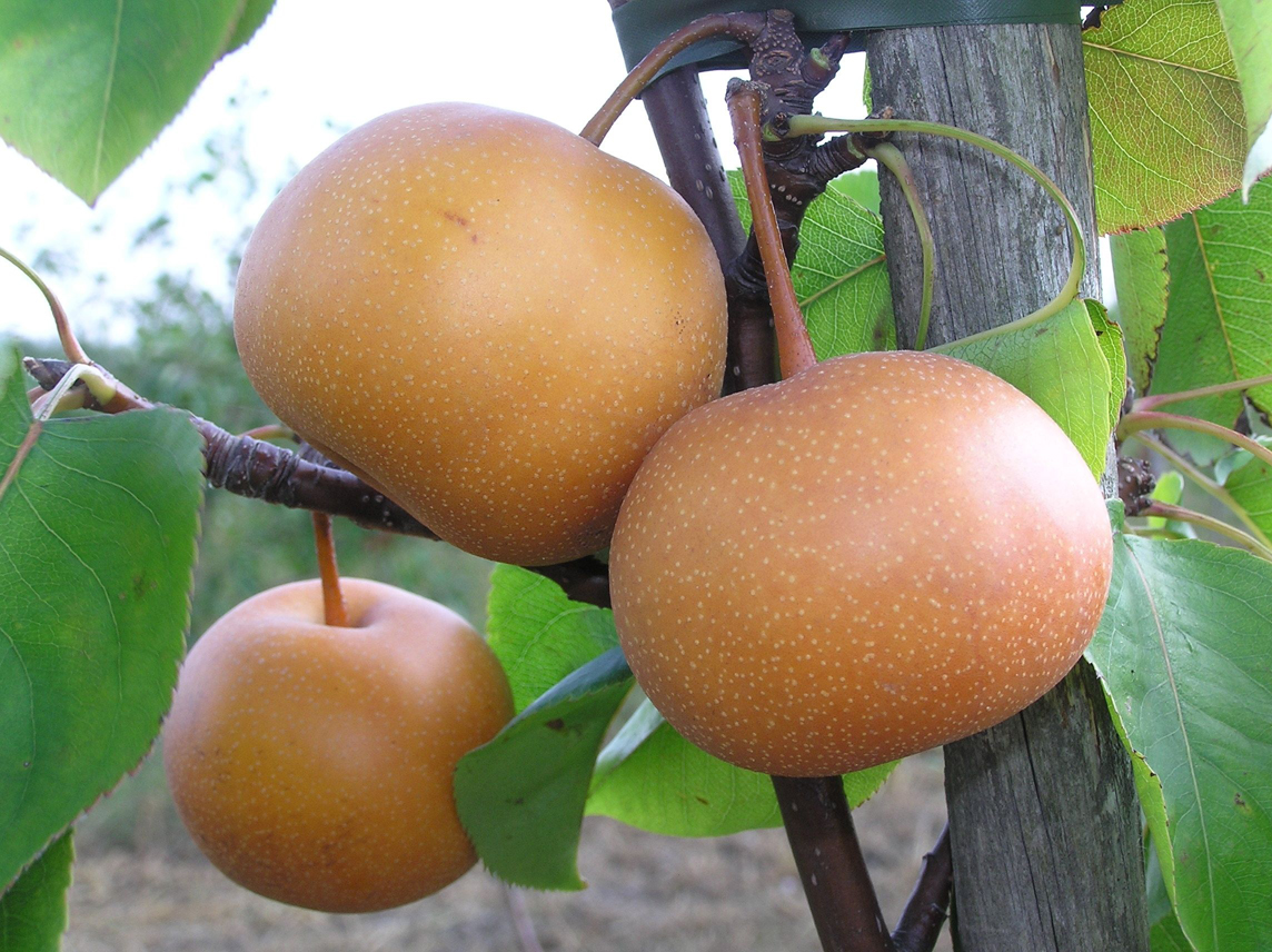 Asian-pear-brown
