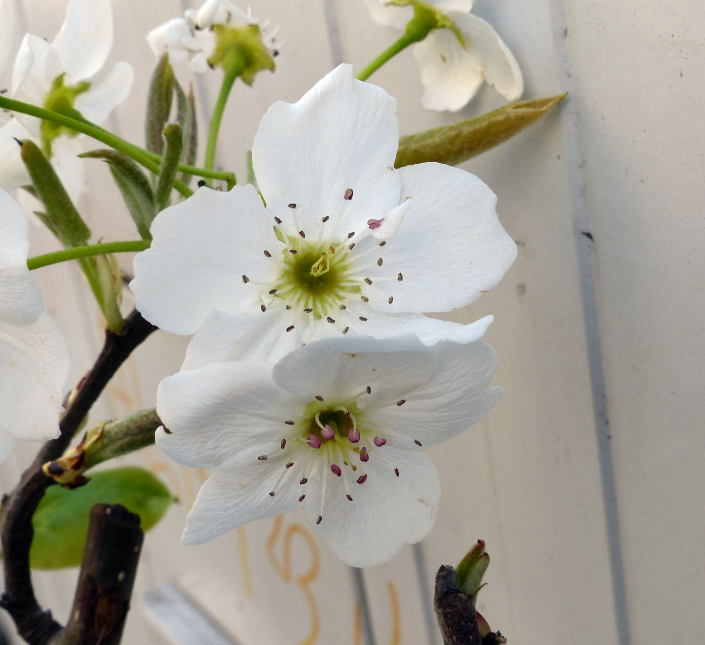 Asian-pear-close-up-flowers