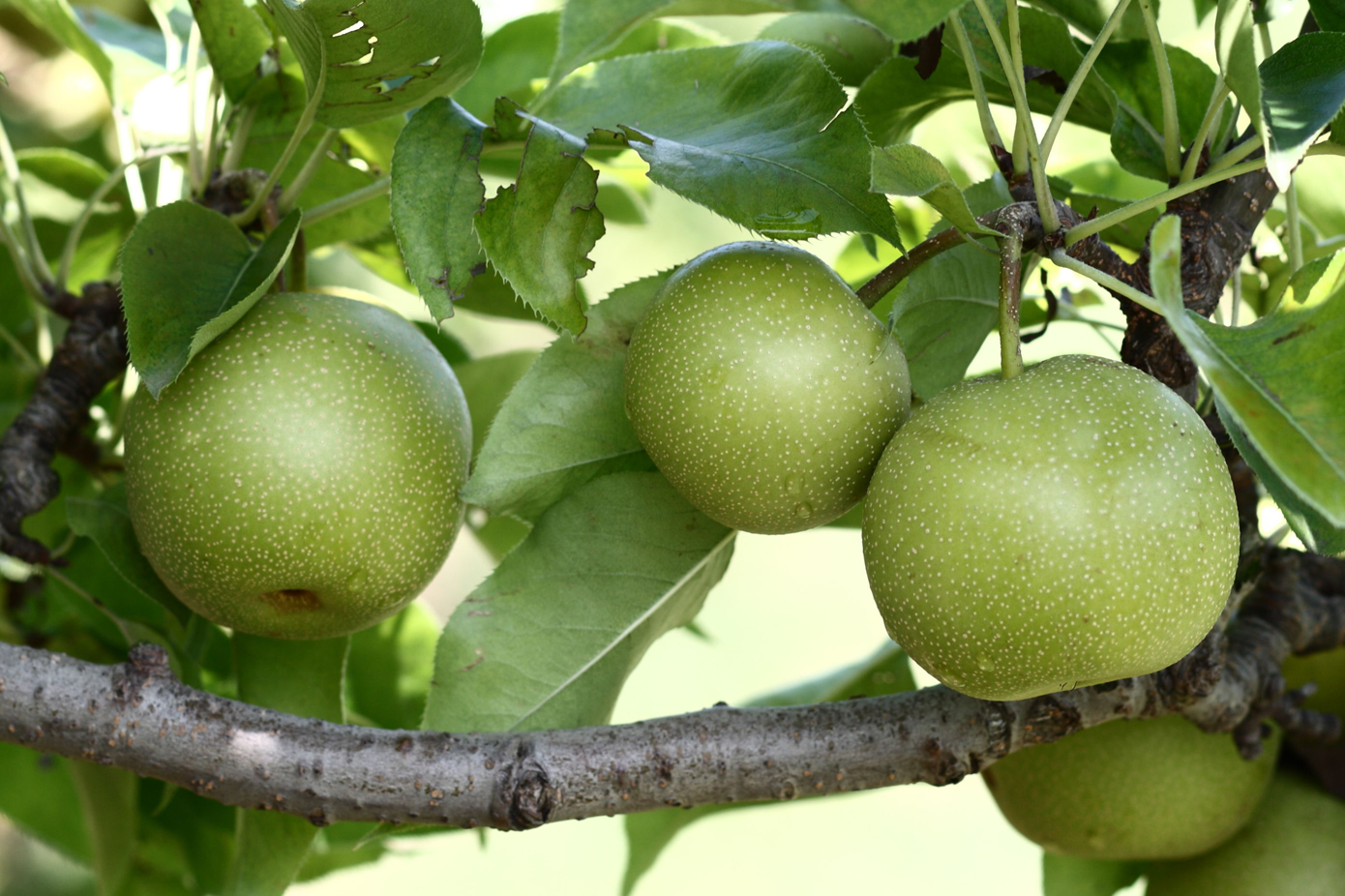 Asian-pear-green