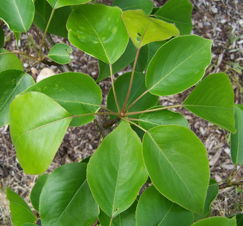 Asian-pear-leaves