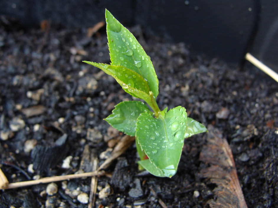Asian-pear-seedlings