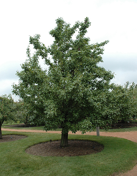 Asian-pear-tree