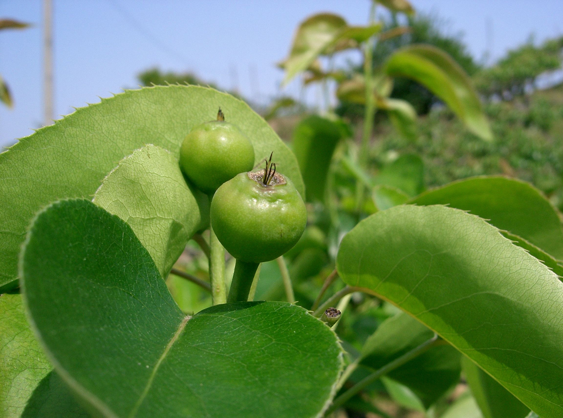 Asian-pear-unripe-fruit