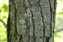 Asian-pear-bark