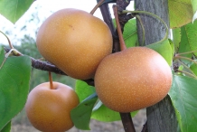 Asian-pear-brown