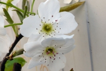 Asian-pear-close-up-flowers