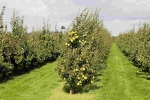 Asian-pear-farm