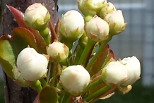 Asian-pear-flower-buds